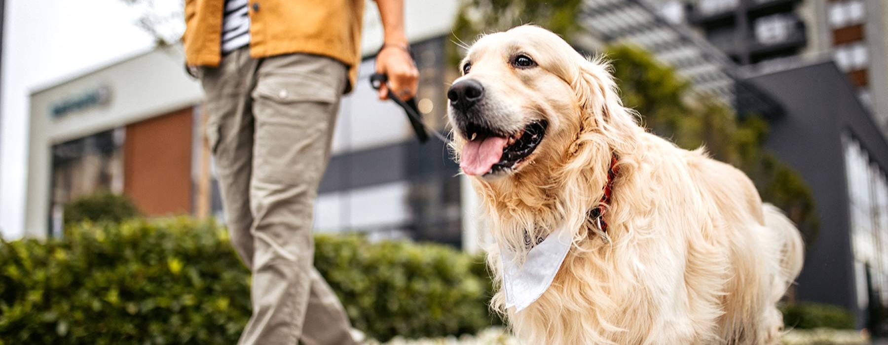 a man walking a dog